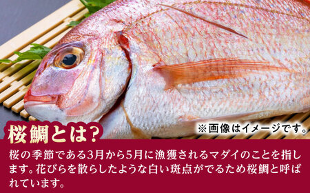 天然 桜鯛 フィーレ 500g 程度《対馬市》【対馬新鮮組】 下処理済 鯛 真鯛 サクラダイ 新鮮 お祝い 冷凍配送 産地直送[WCS013]