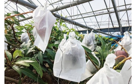 【2026年6月下旬より順次発送】沖縄県豊見城市産アップルマンゴー 約1.5kg｜マンゴー アップルマンゴー フルーツ くだもの 果物 先行予約 数量限定 おきなわ 沖縄 沖縄フルーツ 豊見城市(DJ