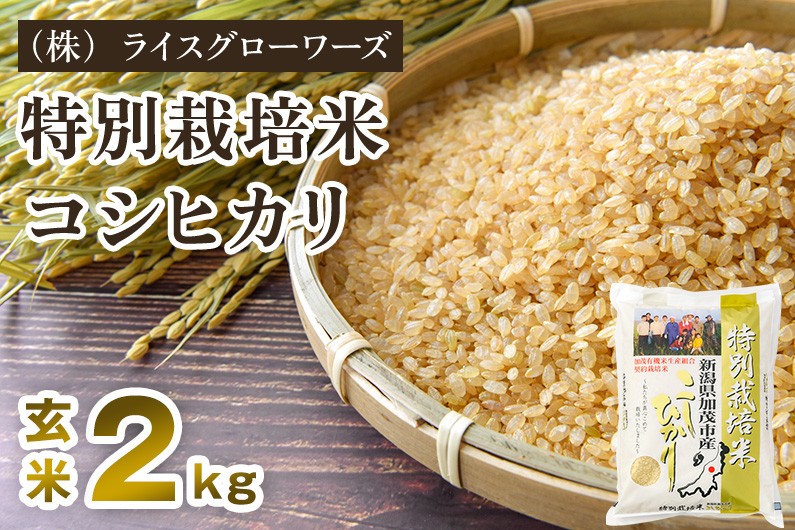 
                  【令和8年産新米先行予約】新潟県加茂市産 特別栽培米コシヒカリ 玄米 2kg《10月上旬～順次出荷》 従来品種コシヒカリ （株）ライスグローワーズ
                