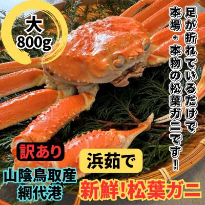 ふるさと納税 岩美町 鳥取網代港【訳あり】浜茹で!松葉ガニ(大)800g【さかなや新鮮組】