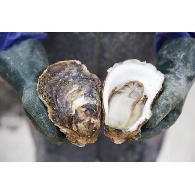 ふるさと納税 陸前高田市 夏が旬! 殻付き岩牡蠣 約2kg 冷蔵 カキ 牡蠣 バーベキュー 数量限定 かき小屋広田湾 |  | 02