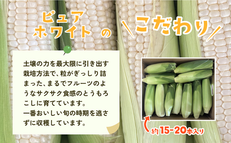 とうもろこし ピュアホワイト 6kg 先行予約 トウモロコシ