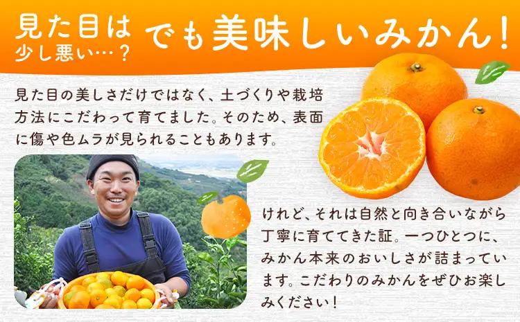 紀州みかん約5kg ときわオンライン《10月中旬-2027年1月下旬頃出荷》和歌山県 紀の川市 フルーツ 果物 柑橘 みかん
