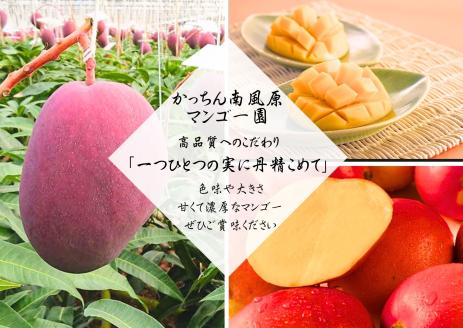 高品質マンゴー 秀品 約1kg（2～3玉）【かっちん南風原マンゴー園】【 先行予約 2026年発送 】