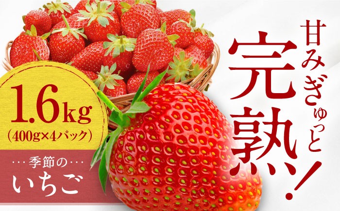 
                  いちご 【先行予約】季節のイチゴ詰め合わせ 400g×4パック ＜2026年4月下旬以降発送＞ ／ いちご イチゴ 苺 ichigo itigo 果物 strawberry フルーツ ふるーつ fruit 国産 産地直送 農家直送いちご 高糖度 旬 大容量 愛媛 内子町 ふるさと納税 お取り寄せ ギフト 四国 特産品 甘い 贈り物 【周年観光農園エコファームうちこ】 [BKBW003]
                