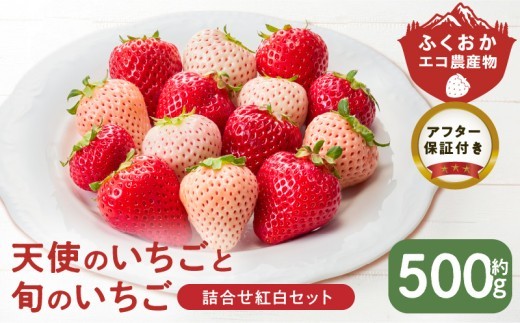 
                  特別栽培 白いちご 天使のいちごと旬のいちご詰め合わせ紅白セット （ふくおかエコ農産物） 約500g _ 旬 いちご 詰め合わせ 紅白セット 2パック入り 約 500g ふくおかエコ農産物 旬のいちご 食べ比べ ギフト用 久留米市産 天使のいちご あまおう 恋みのり かおりの 紅ほっぺ よつぼし すず あまえくぼ お取り寄せ 福岡県 久留米市 送料無料 _Fi113
                