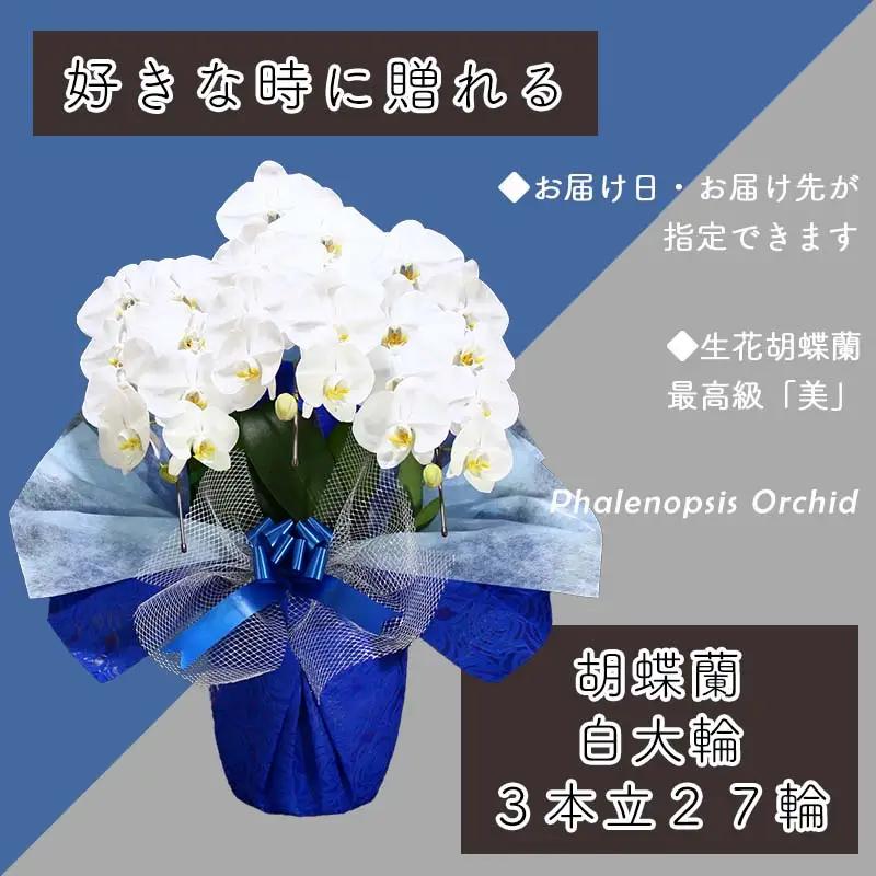 3本立て 胡蝶蘭 27輪～30輪 白色【木製大型木札 または メッセージカード 付き】