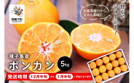 《先行予約》　種子島産ポンカン5kg（24玉～30玉）《2026年12月中旬頃〜1月中旬頃順次発送》