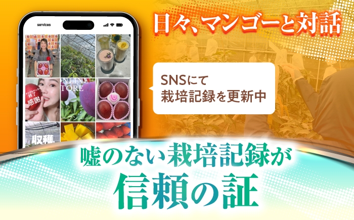 沖縄県産 完熟マンゴー 贈答用 2kg (3〜5玉) マンゴー 沖縄 果物 フルーツ ギフト まんごー 2kg Mango