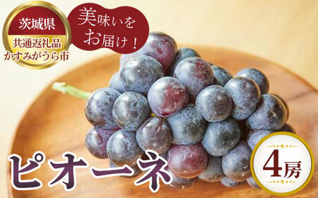 【先行予約】お中元　ピオーネ　4房【茨城県共通返礼品 かすみがうら市】 No.613