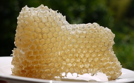 河内晩柑 はちみつ 蜂蜜 500g はちみつ 河内晩柑