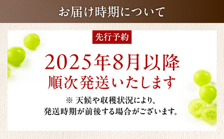 2024年8月お届け先行予約！【桜島産】シャインマスカット　3房　K260-001_03 シャイン マスカット ぶどう ブドウ 葡萄 糖度 18度 皮ごと 種なし 種無し 粒 果汁 果物 フルーツ 旬