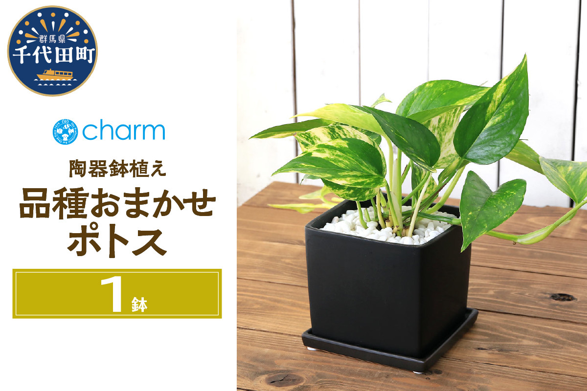 
ポトス 品種おまかせ 陶器鉢植え マットブラック塗装鉢（１鉢）受け皿付き 白砂利 おしゃれ 北海道冬季発送不可 群馬県千代田町 インテリア ナチュラル オシャレ リラクゼーション 室内栽培 プレゼント ギフト 贈答用 お祝い 送料無料 趣味 家庭 ライフスタイル受け皿付き おしゃれ 幸運 縁起
