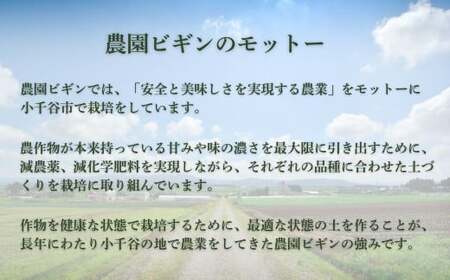 【先行予約】令和7年度産 メロン オルフェ 2玉 農園ビギン 【0002-0330-01】