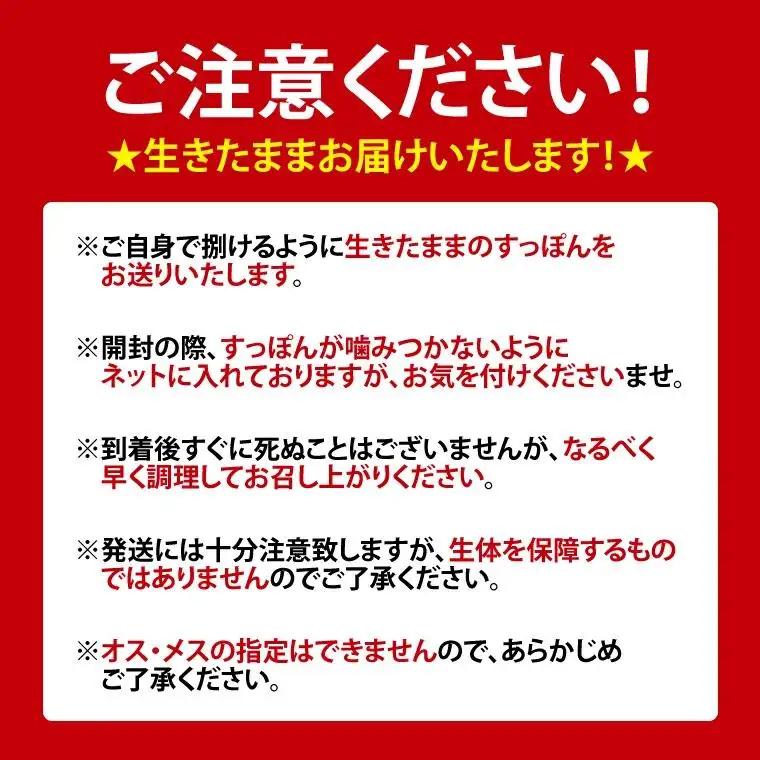 【生きたまま直送】活きすっぽん  1匹  800g～900g (CS001)