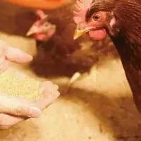 【3カ月定期便】卵 大切な人に食べてほしい卵　40個×3回 【kag009-tk】