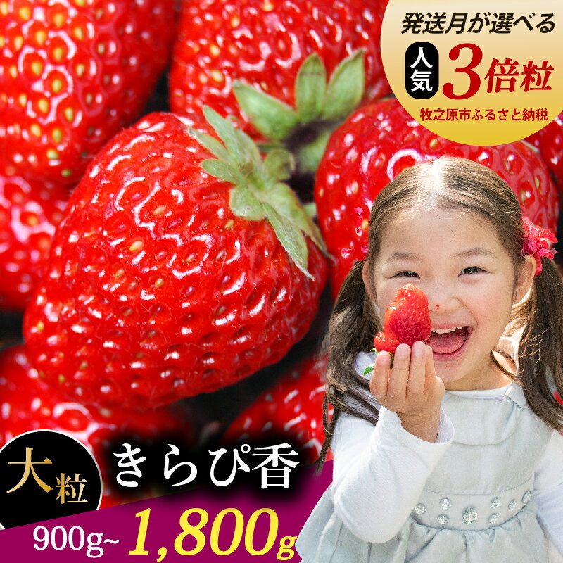 【ふるさと納税】 【発送月が選べる】 きらぴ香 超大粒 900g ~ 1800g きらぴか 冷蔵発送 苺 イチゴ 1箱 ~ 2箱 ゆりかーご フルーツ 果物 朝摘み 完熟 直送 ギフト 家庭用 贈答 甘い 農家直送 産地直送 国産 おすすめ 森木農園 静岡県 牧之原市 ~土耕栽培だから濃くて甘い!
