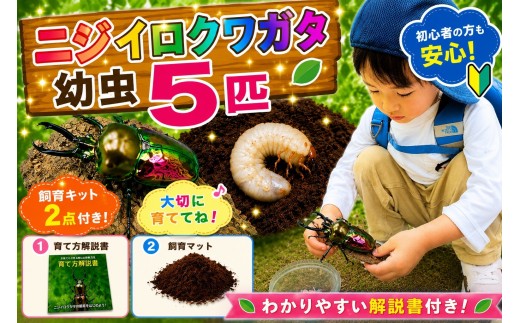 
                  【虹色Farm】ニジイロクワガタ 幼虫５匹 ～初心者の方も安心！飼育キット２点付(育て方解説書・飼育マット)｜京都 クワガタ 人気［ クワガタ ニジイロクワガタ 幼虫 5匹 飼育キット 説明書付 人気 おすすめ 自由研究 夏休み 体験 自然 昆虫 虫 お取り寄せ 通販 送料無料 ふるさと納税 ］
                