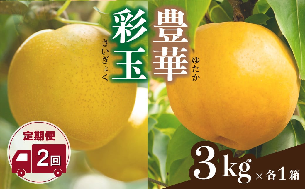 
            梨 彩玉 豊華 定期便 先行予約 限定 20箱 各6玉(約3kg)×計2回 | ナシ なし 和梨 サイギョク さいぎょく ゆたか ユタカ 大玉 甘い 埼玉ブランド梨 埼玉生まれの梨 季節の果物 フルーツ くだもの 旬 新鮮 フレッシュ 果汁 おすそわけ ギフト お取り寄せ 限定品 新井果樹園 埼玉県 北本市 
          