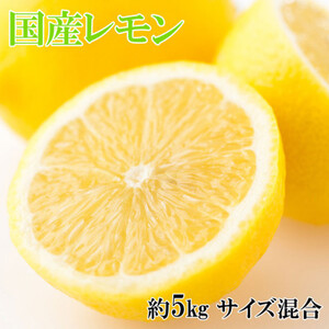 【産直】和歌山産レモン約5kg(サイズ混合)【日高町】【1220501】
