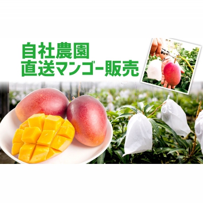 【先行受付】【2026年発送】ヤマト農園 アップルマンゴー訳あり約2kg（4～6玉）- 先行予約 沖縄県産 産地直送 南国フルーツ 旬の味覚 ご自宅用 訳アリ 沖縄マンゴー 八重瀬町【価格改定】