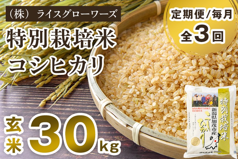
                  【令和8年産新米先行予約】【定期便3回毎月お届け】新潟県加茂市産 特別栽培米コシヒカリ 玄米30kg（5kg×6）《10月上旬～順次出荷》 従来品種コシヒカリ （株）ライスグローワーズ
                