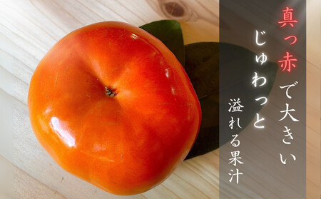 【先行予約】 真っ赤で大きくて甘い！ Farm m&aの早秋柿 4L×5個 秀品 岐阜県 大野町（2025年10月中旬～発送）農家直送 果物 フルーツ 秋の味覚 柿 かき 早秋 そうしゅう