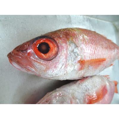 ふるさと納税 射水市 のどぐろ一や干し　3枚 |  | 01