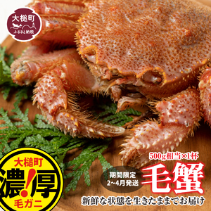 【令和9年発送】三陸産！活毛ガニ 500g×1杯【08】【2027年2月～4月発送】【配送日指定不可】