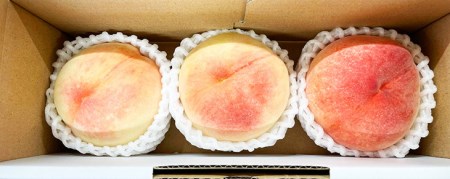 秀品　紀州和歌山産の桃 ３玉 化粧箱入 | 果物 くだもの もも フルーツ 和歌山 産地直送 ※2024年6月下旬～8月中旬頃に順次発送予定 ※着日指定不可