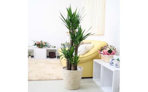 《先行予約》【観葉植物】青年の木（ユッカ）8号 ホワイトバスケット鉢カバー 土の表面：ウッドチップ ｜観葉植物 インテリア 部屋 おしゃれ 福岡県筑前町 送料無料