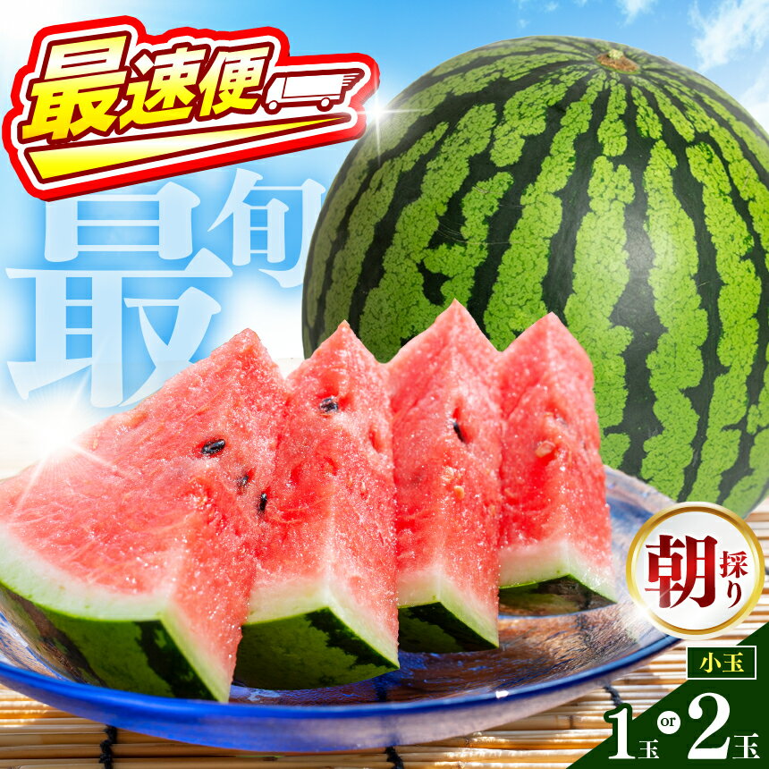 【ふるさと納税】【 最速便 ! 翌営業日 ～ 7営業日で発送 】｜ 小玉 1玉 2玉 すいか or 訳ありすいか スイカ 西瓜 果物 フルーツ 国産 熊本県 和水町 くまもと 産地直送 夏のフルーツ 農家直送 石原農園美味 朝摘み 野菜 一大産地 産地直 オススメ