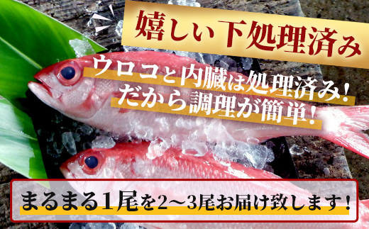 【予約受付】【2024年3月以降順次発送】高級ブランド魚 尖閣赤マチ 2～3尾 合計約5kg 下処理済【沖縄三大高級魚】尖閣諸島 刺身 焼魚 煮物 鮮魚 冷凍 ムニエル 天然 洋食 和食 白身魚 高級