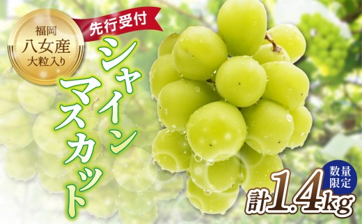 
            【先行受付】【2026年発送】九州福岡フルーツ王国八女 大粒入りシャインマスカット 約1.4kg【数量限定】＜配送不可：北海道・沖縄・離島＞ 数量限定 高糖度 大粒 厳選 果物 くだもの フルーツ ぶどう 葡萄 ジューシー 種なし 冷蔵 九州 福岡県 八女市
          