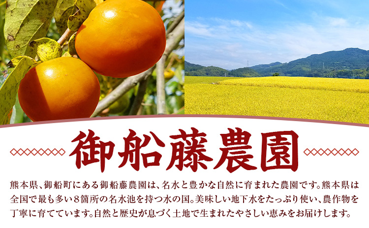 【先行予約】半生干し柿 12個 御船藤農園《2026年11月上旬-2027年1月中旬頃出荷》熊本県 御船町 柿 高瀬柿 果物 フルーツ かき セミドライ 甘味 くだもの 和菓子 ねっとり 濃厚 おやつ