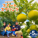 【ふるさと納税】山口さん家のスイートスプリング 約5kg S・M・L混合サイズ スイートスプリング みかん ミカン 蜜柑 5kg くだもの フルーツ 果物 宇城市産 熊本県産 九州産 国産 送料無料 【12月下旬から2025年1月上旬発送予定】