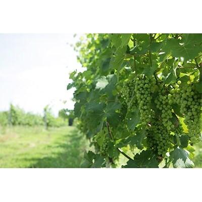 ふるさと納税 池田町 サッポログランポレール 安曇野池田ヴィンヤードワイン「メリタージュ」750ml |  | 02