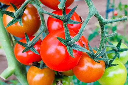 ミニトマト「ネネ」2.4kg（200g×12パック）