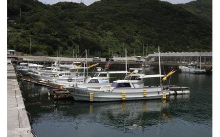 【数量限定】佐田岬海士のあわび・さざえセットB ※北海道・東北地方・沖縄・離島への配送不可 【 あわび 鮑 赤あわび アワビ さざえ サザエ 】 IKTJ002