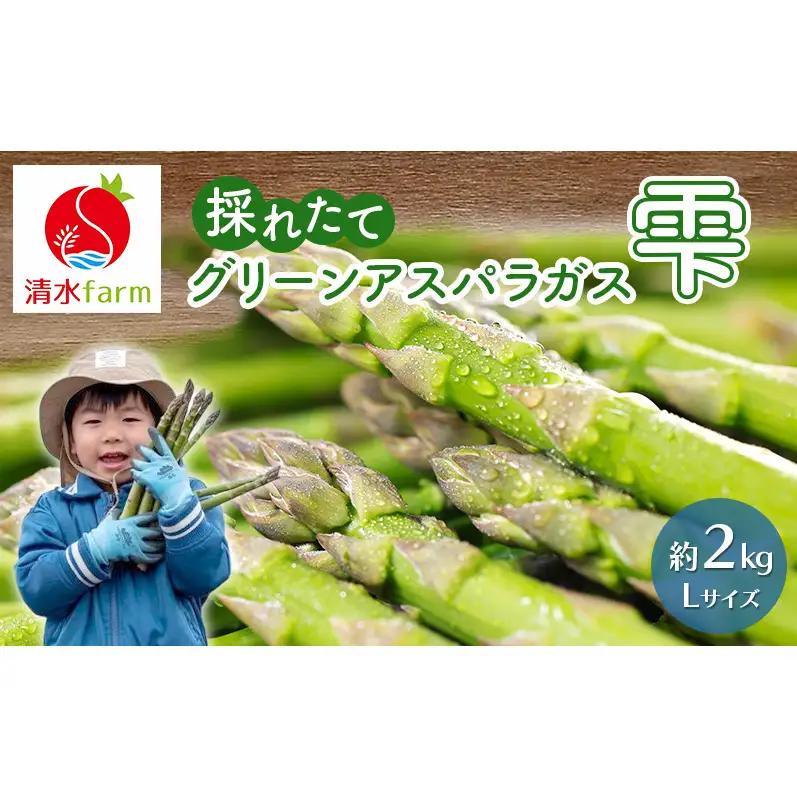 【2027年4月～発送】富良野産 採れたて直送! グリーンアスパラ 「雫」Lサイズ【約2kg】 (清水farm) アスパラ アスパラガス 野菜 新鮮 季節限定 北海道 富良野 ふらの