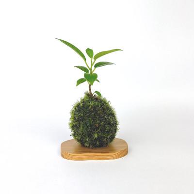 ふるさと納税 屋久島町 ガジュマルの苔玉 |  | 01