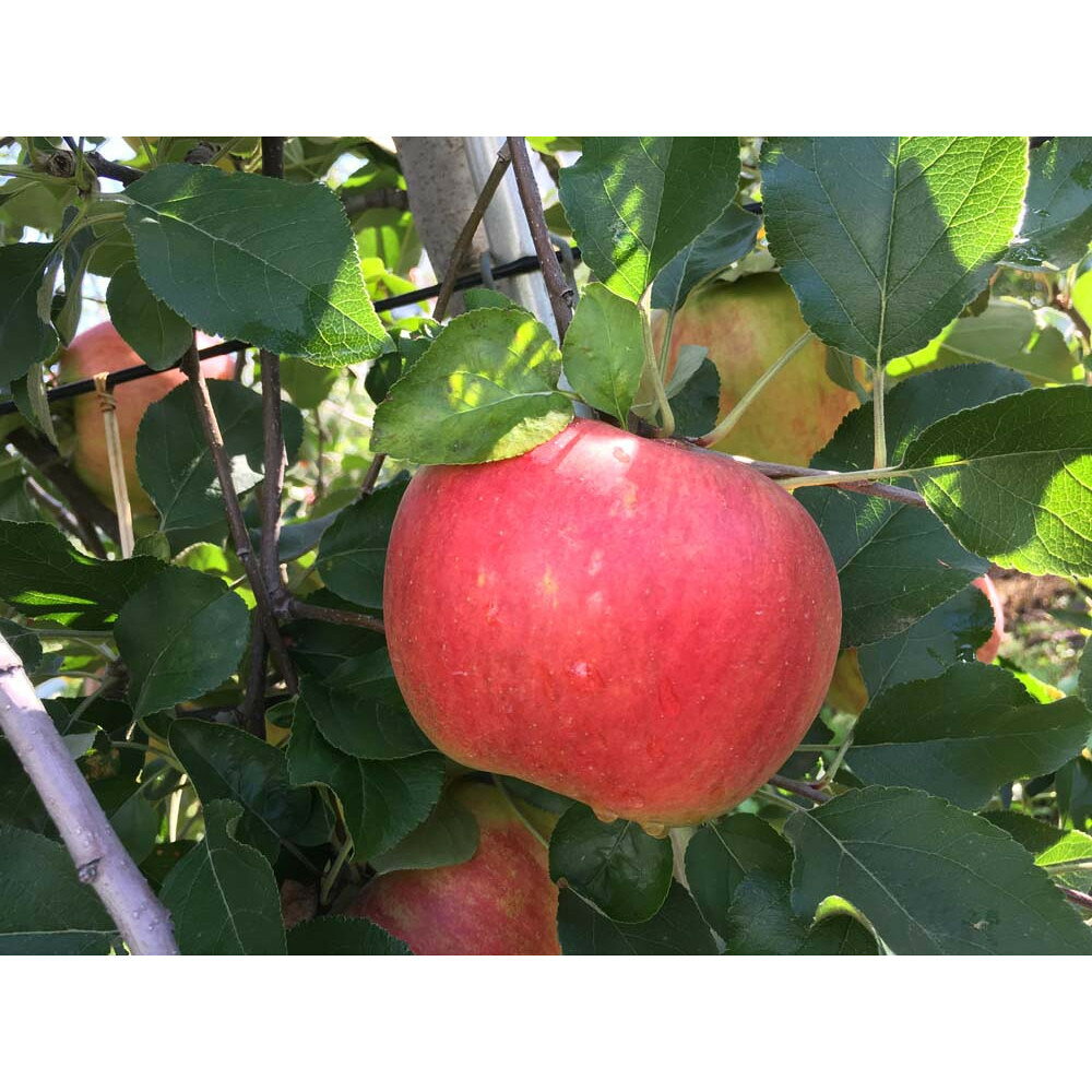 【ふるさと納税】【数量限定】信州訳あり定期便3回｜りんご三種食べ比べ2kg