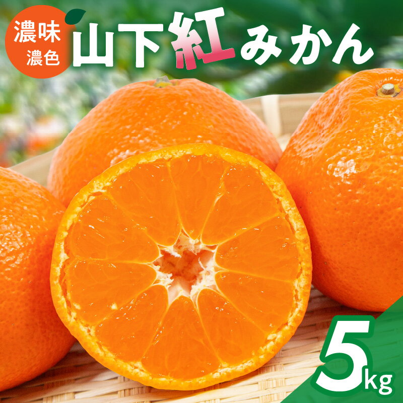 【ふるさと納税】【数量限定】辻本農園 山下紅みかん 5kg【栽培が難しく市場に出回りにくい幻のみかん】