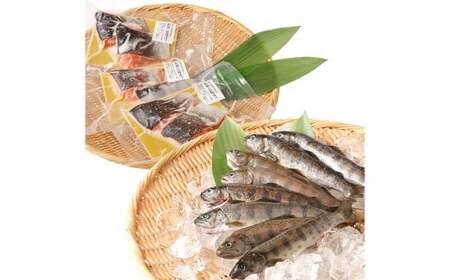 阿蘇から届く かわべの湧水やまめ 640g（内臓処理済8匹）と かわべのASOサーモン塩?仕立て 480g（40g×12切）やまめ サーモン 熊本県 高森町