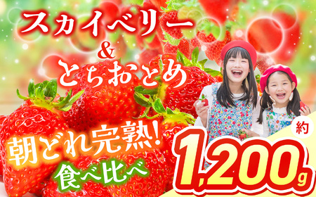【2026年先行予約】 スカイベリー＆とちおとめ 食べ比べ 300g×2×2箱 | 果物 くだもの フルーツ 野菜 やさい ヤサイ 苺 イチゴ いちご とちおとめ スカイベリー 食べ比べ 新鮮 甘い 数量 限定 美味しい 果物 フルーツ デザート 栃木県 那珂川町 送料無料