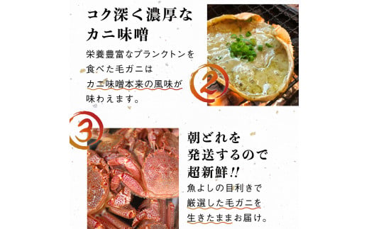 【令和9年発送】三陸産！活毛ガニ  800g相当×1杯【08】【2027年2月～4月発送】【配送日指定不可】