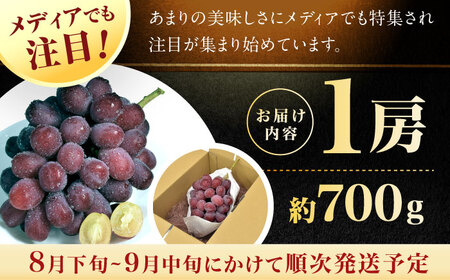 富士の輝 1房（約700g） 広川町 / 井上農園[AFCK001]