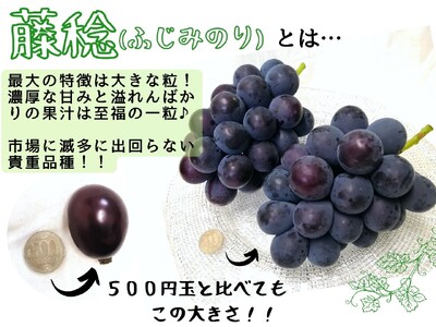【2616-0303】[厳選品] 大粒希少品種 藤稔1房700g以上！ 朝採れぶどうを直送！ぶどう専門農家が本気で育てたぶどうをお届けします！