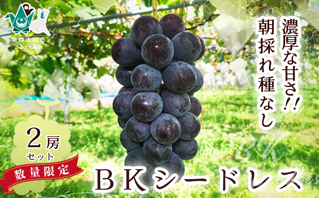 
            【先行予約】ぶどう BKシードレス 2房｜子ども 人気 BKシードレス 種無し 農家直送 新規就農 葡萄 ぶどう グレープ 果物 フルーツ 甘い 限定 果物 果樹 ギフト 人気 移住者 地域おこし協力隊 茨城県 常陸太田市
          