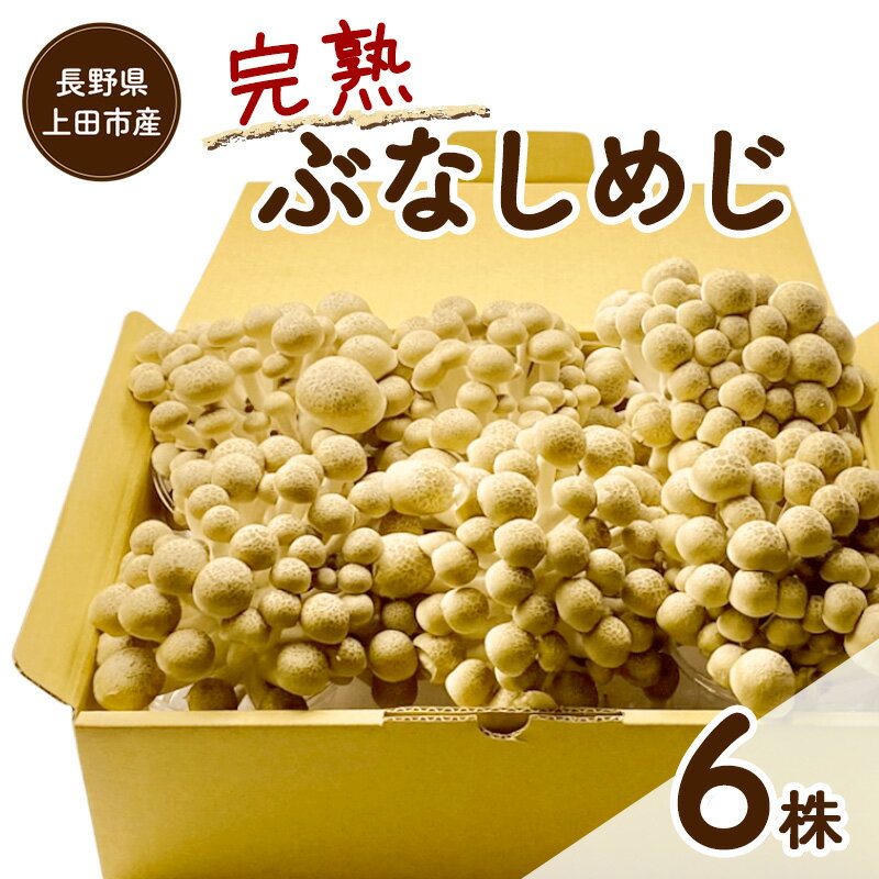 【ふるさと納税】長野県上田市産 完熟ぶなしめじ6株｜信州産 産地直送 きのこ 詰め合わせ 食べ応え抜群 苦みが少ない 栄養豊富